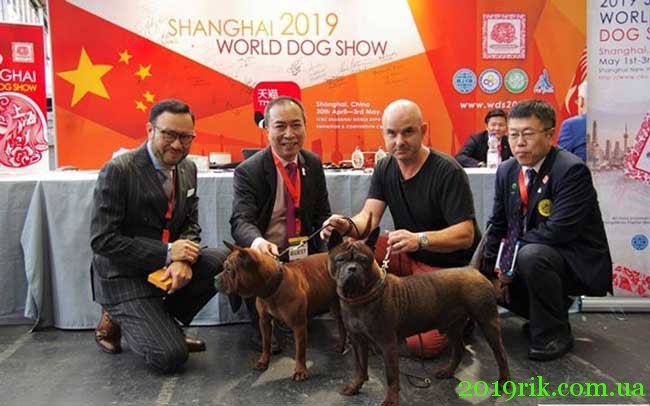 Чемпіонат світу собак World Dog Show в 2022 році 