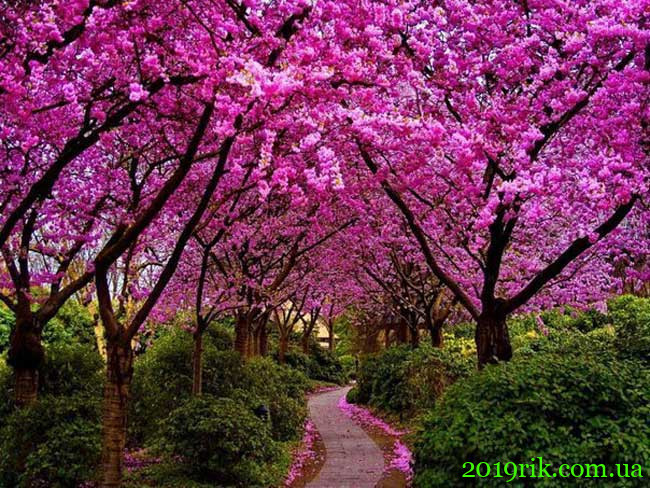 Цвітінням сакури традиційно зустрічається весна в Японії