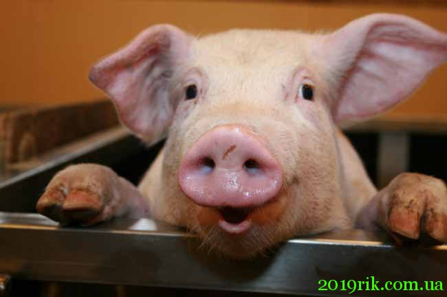 З Новим роком Свині! Всім любові та тепла!