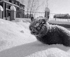кіт і зима