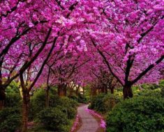 Цвітінням сакури традиційно зустрічається весна в Японії
