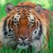 Характеристика Тигрів