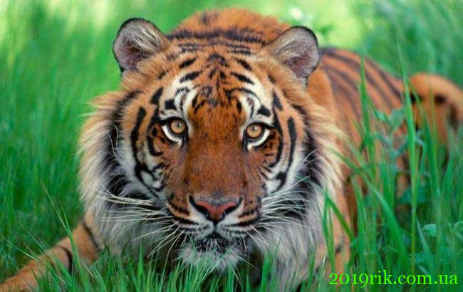 Характеристика Тигрів 