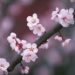 свято цвітіння сакури