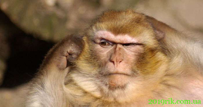 Гороскоп Мавпи на Липень 2020