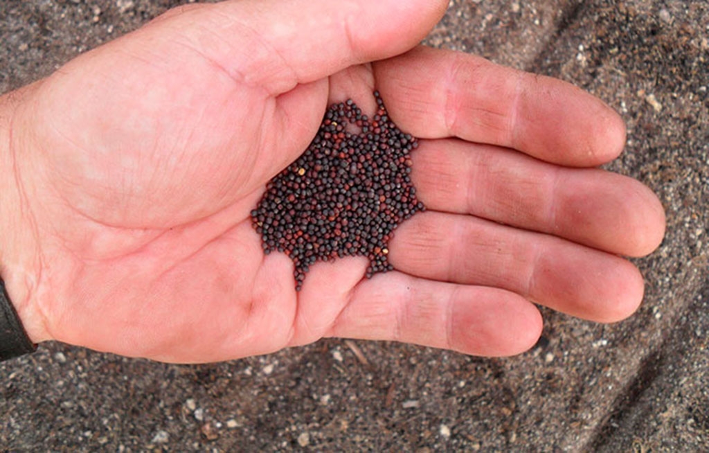 Насіння ріпи