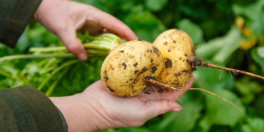 Урожай ріпи