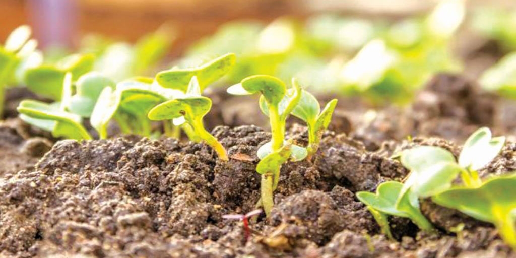 Паростки ріпи та редиски