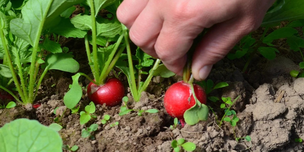 Редиска на грядці